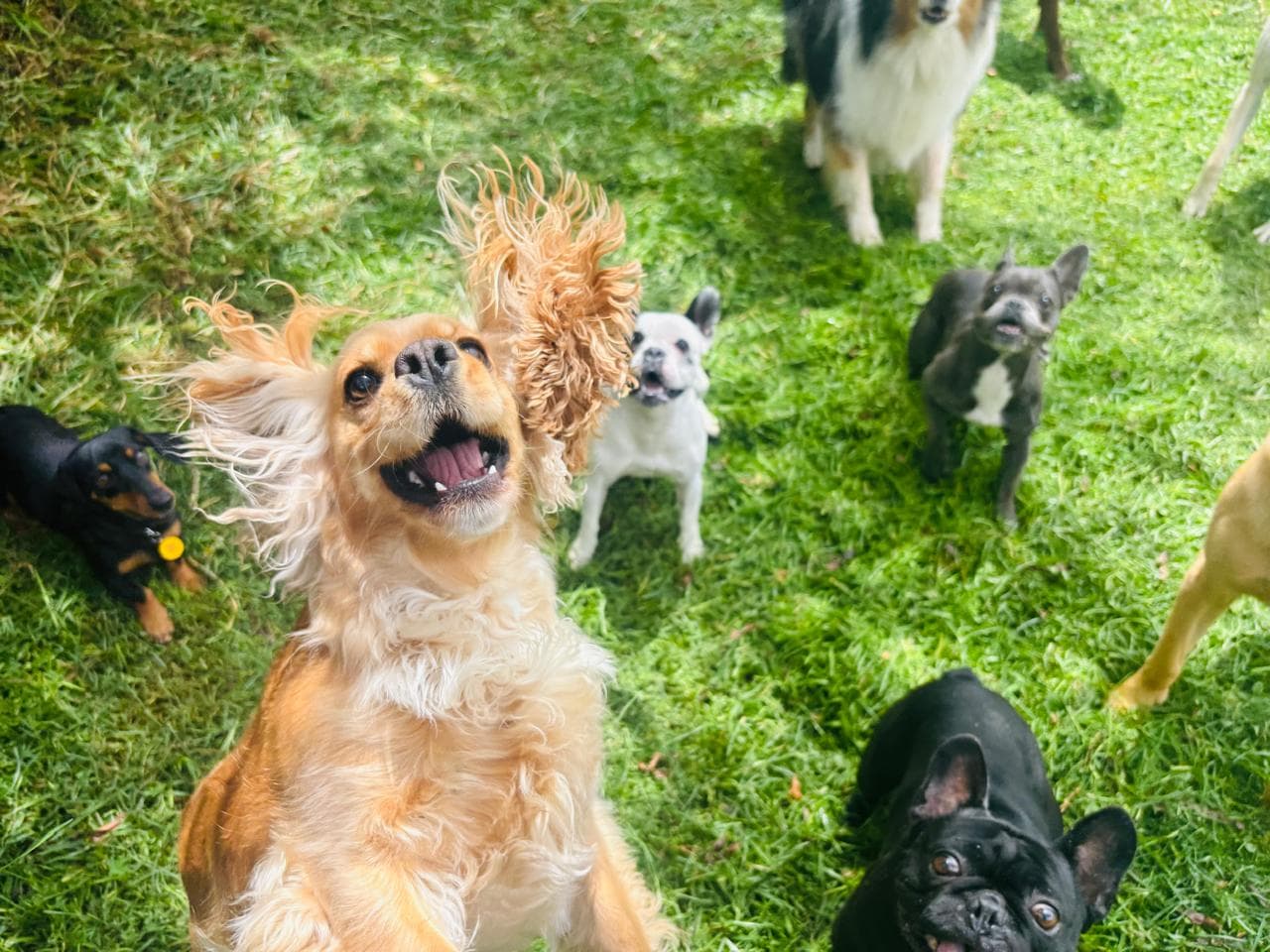 Grupo de perros mirando a la cámara en Ekocanes