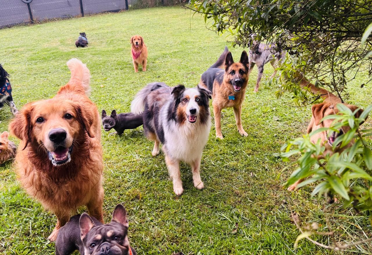 Perros jugando al aire libre con supervisión en Ekocanes